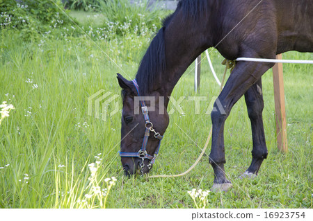 Horses eating 16923754