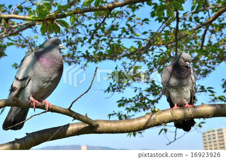鴿子 鴿子 16923926