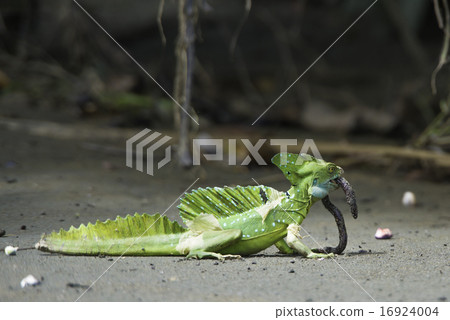 Basiliscus plumifrons, Plumed basilisk 16924004
