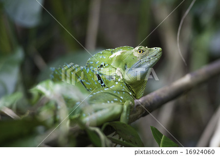 Basiliscus plumifrons, Plumed basilisk 16924060