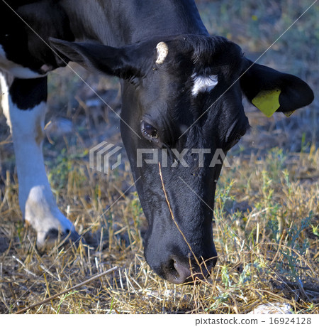 vegan steak !. A cow grazes in the countryside 16924128