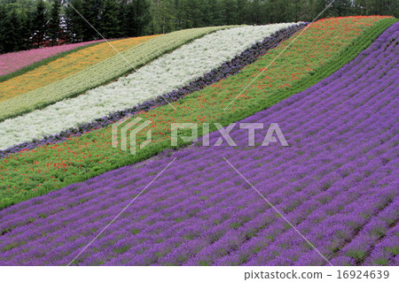 Hokkaido Hokkaido 16924639