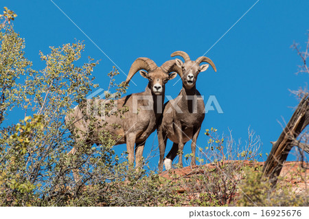 Desert Bighorn Sheep Ewe and Ram 16925676