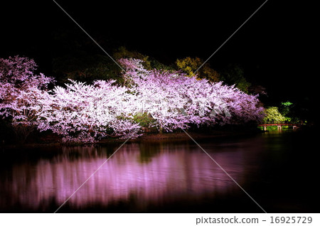 Sankei en園林花園·Oike池塘櫻花(神奈川縣橫濱市中區本牧) Sankei en園林花園·Oike池塘櫻花(神奈川縣橫濱市中區本牧) 16925729