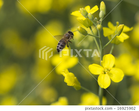 Working bee on canola plant. 16925902