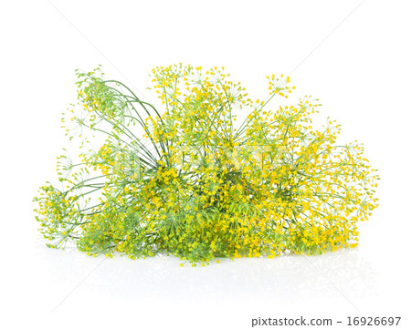 Fresh garden herbs. Blossom dill 16926697