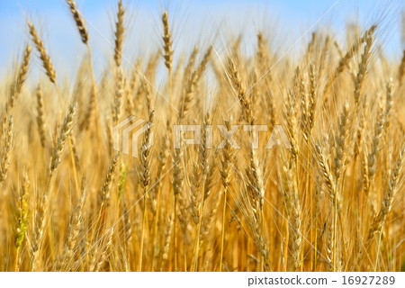 Barley Barley 16927289