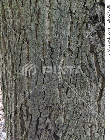 Bark series (Suudashii) 16927339