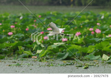 Shirasagi飛越荷花池 16927478