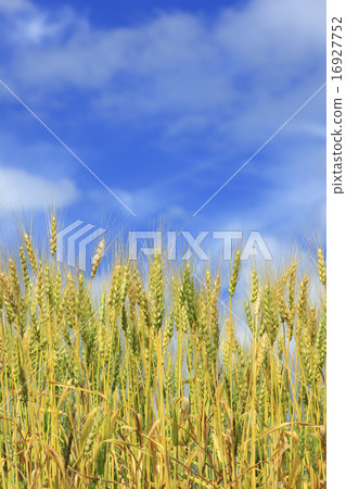 Hokkaido Kamifurano-machi Colored timber and sky 16927752