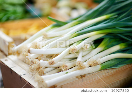Fresh bio leek on farmer agricultural market Fresh bio leek on farmer agricultural market 16927860