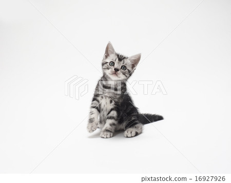 看美國短髮小貓的美國小貓 看美國短髮小貓的美國小貓 16927926