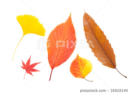 秋天的落葉 秋天的落葉 16928140