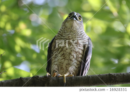 Bitter female Bitter female 16928331