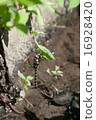 Dragonfly  16928420