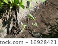 Dragonfly  16928421