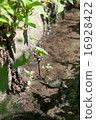 Dragonfly  16928422