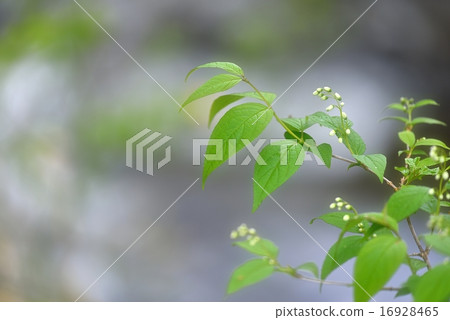 清新的綠色 16928465