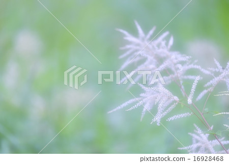 Plateau flower Plateau flower 16928468