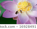 Hust bee 16928491