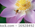 Hust bee 16928492