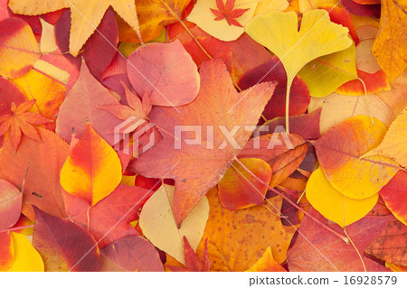 Autumn leaves 16928579