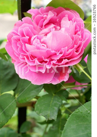 Paul Nayron（粉紅玫瑰） 16928766