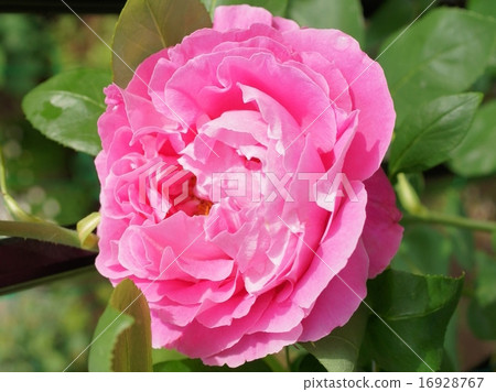 Paul Nayron (Pink Roses) 16928767