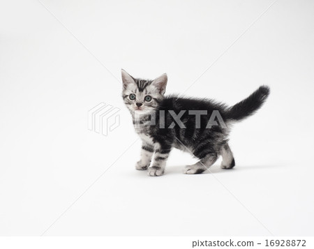 一隻美國短髮的小貓，尾巴抬起 16928872