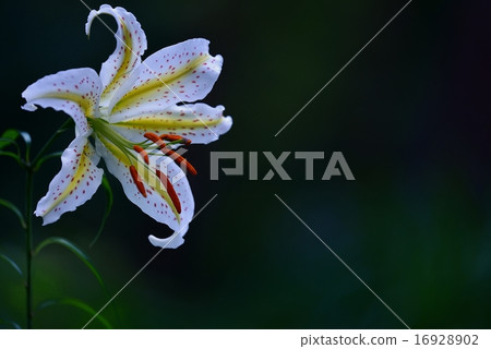 Yayuri在黑暗中 Yayuri在黑暗中 16928902