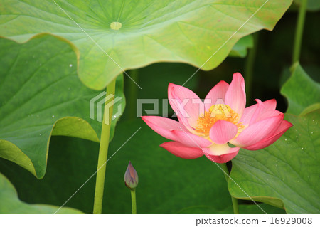 蓮花4565 16929008