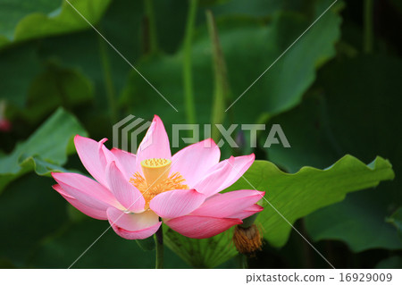 蓮花4567 16929009