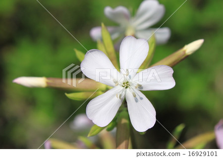 肥皂花 16929101