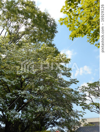 山茱萸樹和藍天 16929126