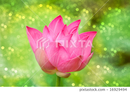 Pink lotus 16929494