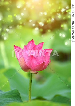 Pink lotus 16929495