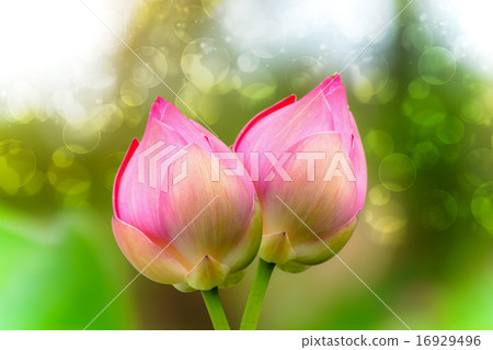 Pink lotus 16929496