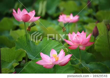蓮花4572 16929548