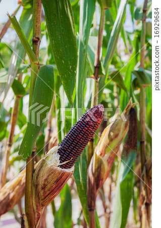 Purple corn on plant close up Purple corn on plant close up 16929684