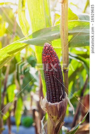 Purple corn on plant and beautiful sunshine Purple corn on plant and beautiful sunshine 16929685
