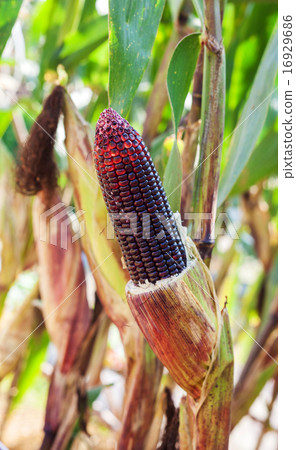 Purple corn on plant close up Purple corn on plant close up 16929686