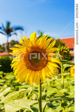 sunflower field and blue sky 16929688