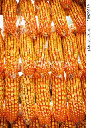 yellow corn dry for background 16929689