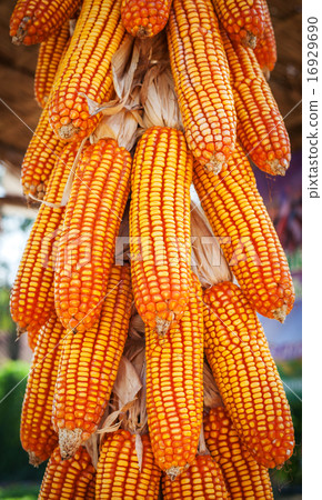 group corn dry for harvest background texture 16929690