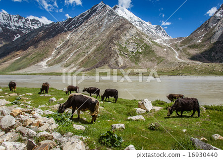 Cow field with snow mountain Himalaya background 16930440