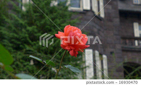 前古河花園的玫瑰 16930470