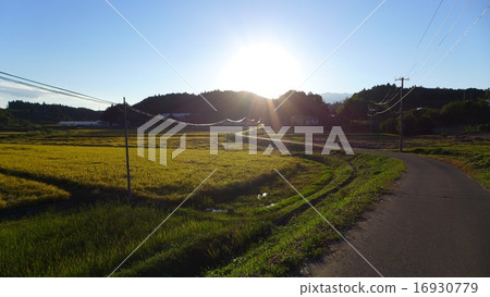 Way home 16930779