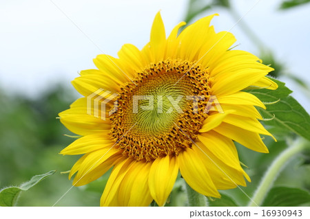 sunflower	 16930943