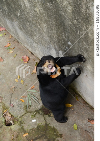 Funny sloth in zoopark 16931098