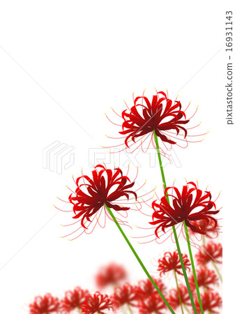 群集孤挺花 16931143